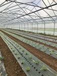 Les Jardins d'Alain Passard - Les serres Les Jardins d'Alain Passard - Les serres