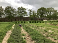 Les Jardins d'Alain Passard - Les poules Les Jardins d'Alain Passard - Les poules