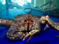 Brasserie La Paix à Anderlecht - King Crabe en vivier Brasserie La Paix à Anderlecht - King Crabe en vivier