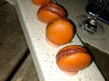 IMG_7150 IMG_7150