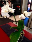 Restaurant l'Atelier de Jean-Luc Rabanel - Orchidées Restaurant l'Atelier de Jean-Luc Rabanel - Orchidées