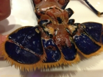 Restaurant Matthias and Sea - Homard bleu breton vivant